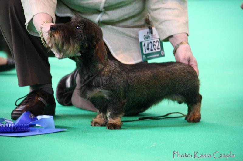 Crufts2011_2 1129.jpg